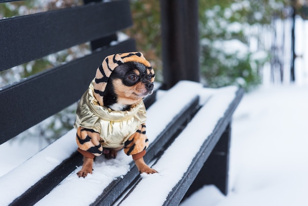 Kleine hondenjas koud in de winter. Chihuahua in winterkleren op een achtergrond van sneeuw. Chihuahua.