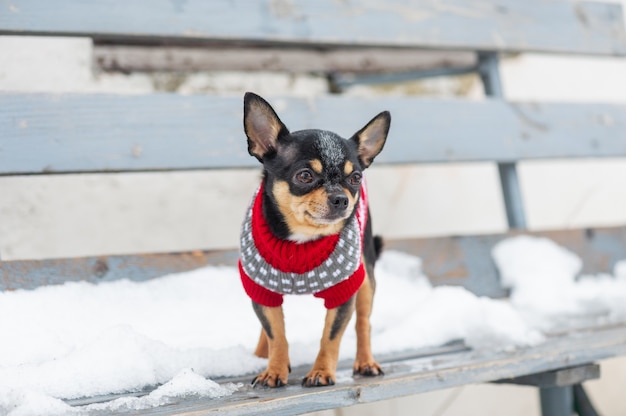 Kleine hondenjas koud in de winter. Chihuahua in winterkleren op een achtergrond van sneeuw. Chihuahua.