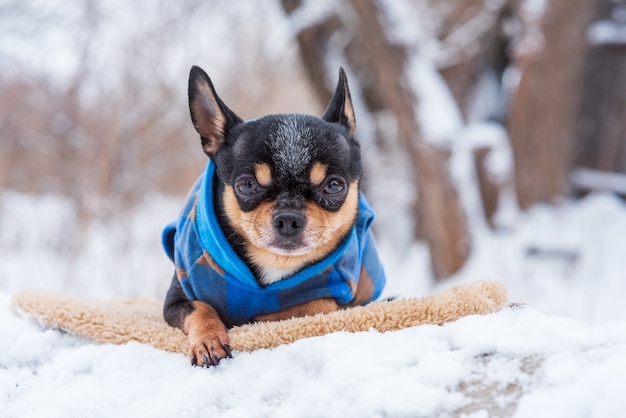 Foto kleine hondenjas koud in de winter. chihuahua in winterkleren op sneeuw