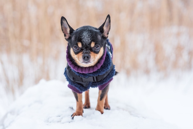 Kleine hondenjas koud in de winter. Chihuahua in winterkleren op sneeuw