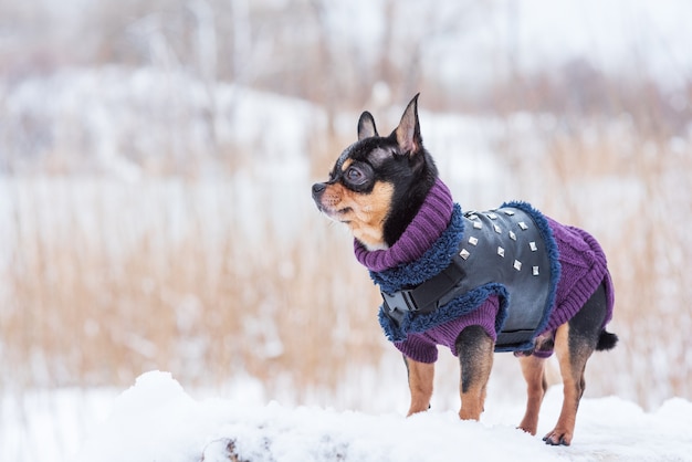 Kleine hondenjas koud in de winter. Chihuahua in winterkleren op sneeuw