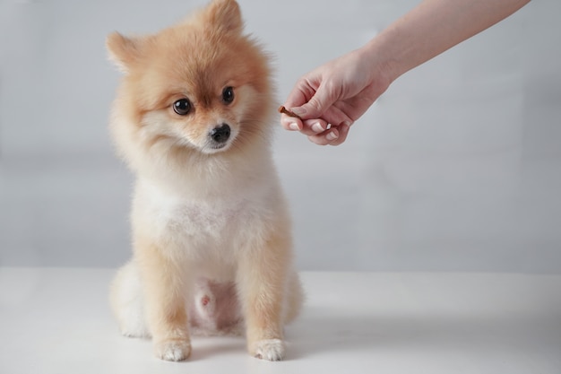 Kleine hondenras of pommeren met lichtbruin haar zittend en wachten op witte tafel en witte achtergrond voor een snack van eigenaar die in haar hand houdt