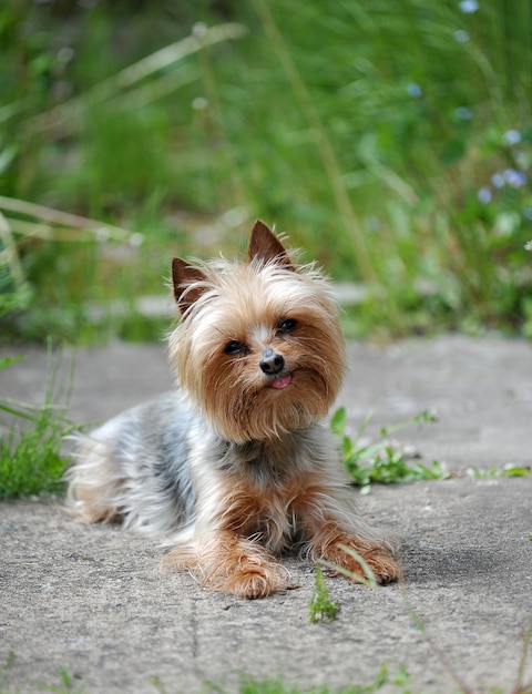 Kleine hondenras Yorkshire