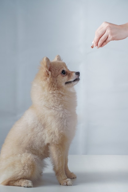 Kleine hondenrassen of Pommeren met bruine haren zitten en wachten en kijken naar een snack voor beloning