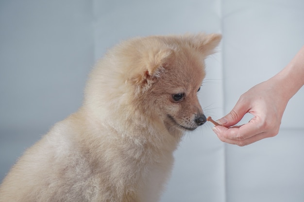 Kleine hondenrassen of Pommeren met bruine haren zittend op de witte tafel en wachten en kijken naar een snack voor beloning