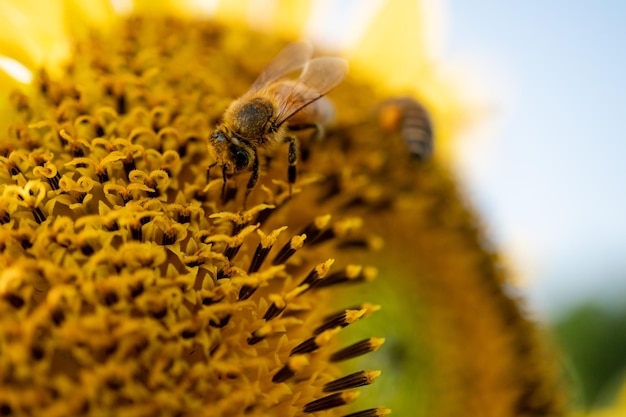 Kleine honingbij bestuiving van gele zonnebloem in het veld