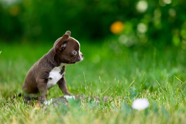 Kleine huishond Chihuahua zit op gras kijkt met grote ogen naar de zijkant op onscherpe natuurlijke achtergrond