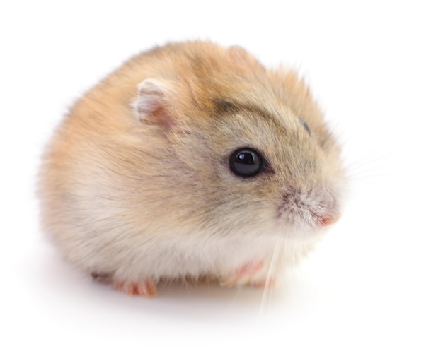 Kleine huishoudelijke hamster