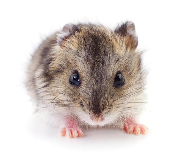 Kleine huishoudelijke hamster