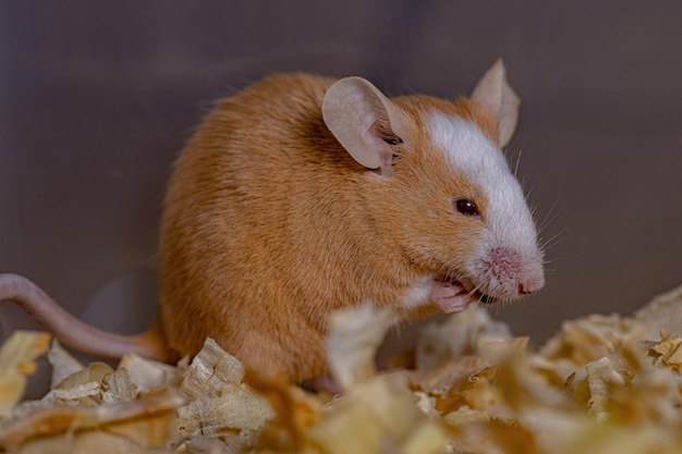 Kleine huismuis van de soort Mus musculus