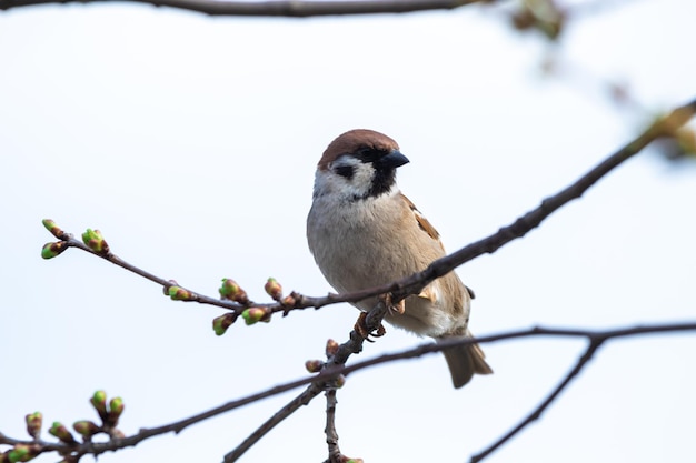 Kleine huismus zittend op lente boomtak foto