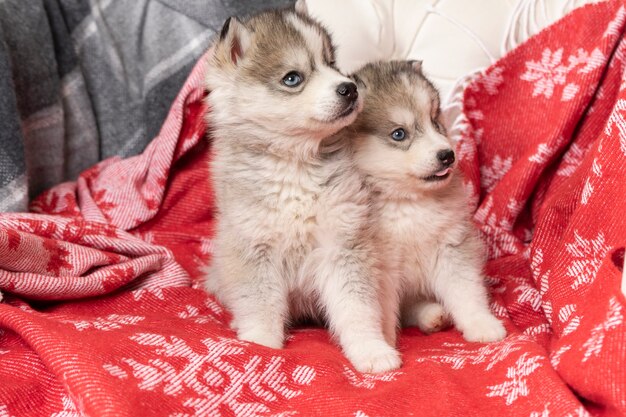 kleine husky-puppy's liggen op een felrode deken met sneeuwvlokken