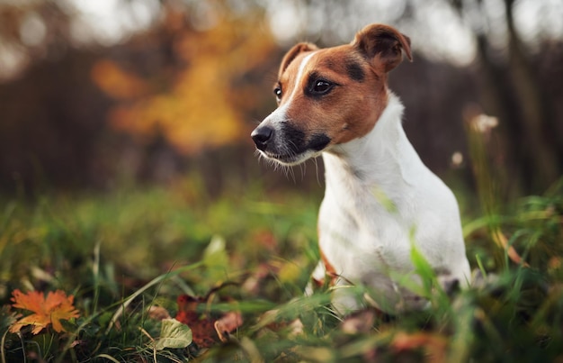 Kleine Jack Russell terrier hond detail op hoofd en gezicht mooie wazige bokeh herfst achtergrond