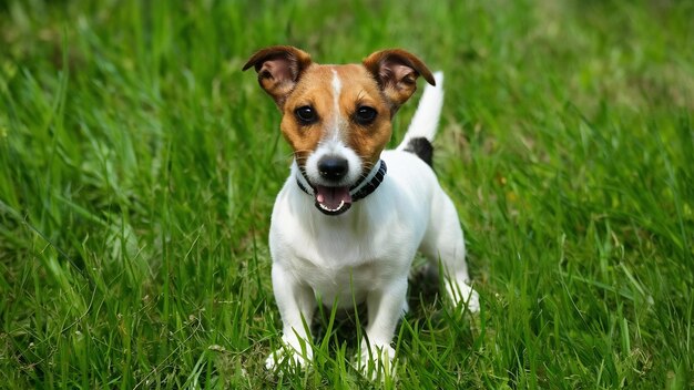 Kleine jack russell terrier op wit