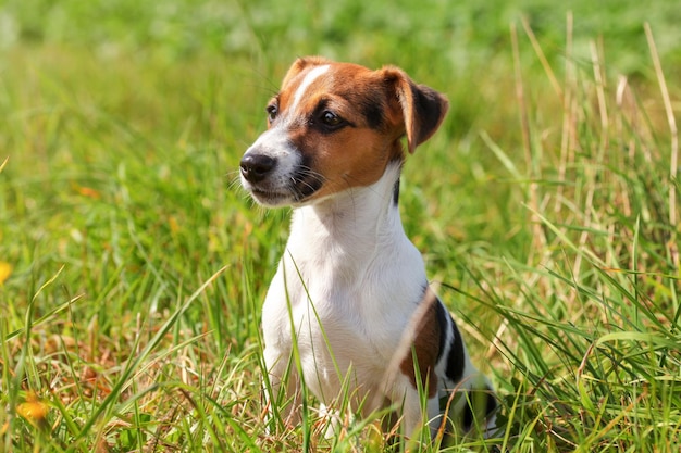 Kleine Jack Russell Terriër puppy zittend in laag gras, zon schijnt op haar.