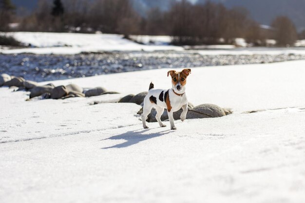 Kleine Jack Russell Terriër staande op besneeuwde rivier tijdens zonnige dag.