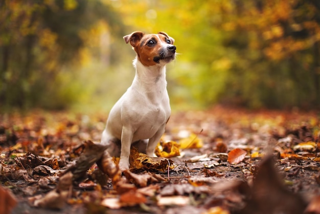 Kleine Jack Russell-terriër zittend op een weide met geeloranje bladeren in de herfst, wazige bomenachtergrond