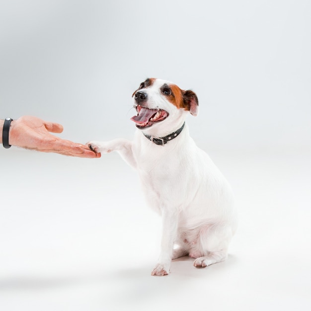 Kleine jack russell terrier zittend op een witte achtergrond