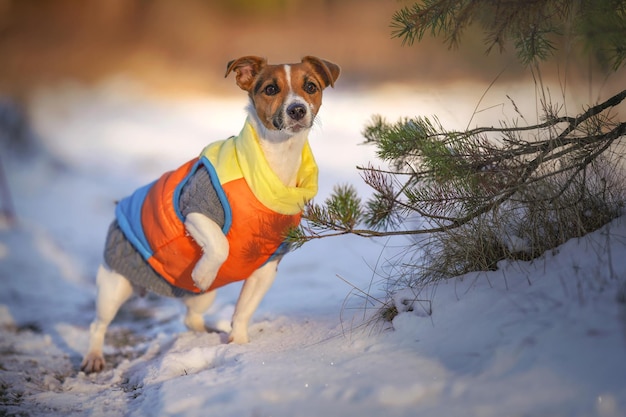 Kleine Jack Russell-terriërhond die winterjas draagt die naast naaldboom staat, aandachtig kijkt, zon schijnt op haar, wazige sneeuwlandachtergrond