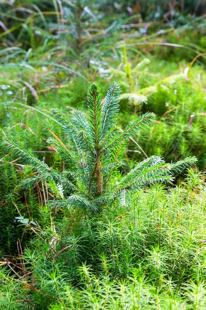 Kleine jonge groene spar dennenboom plant naald stomp bos bos mos. een dennenboom groeit voor kerstmis.