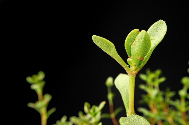 Kleine jonge groene spruiten van een plant op zwarte muur close-up