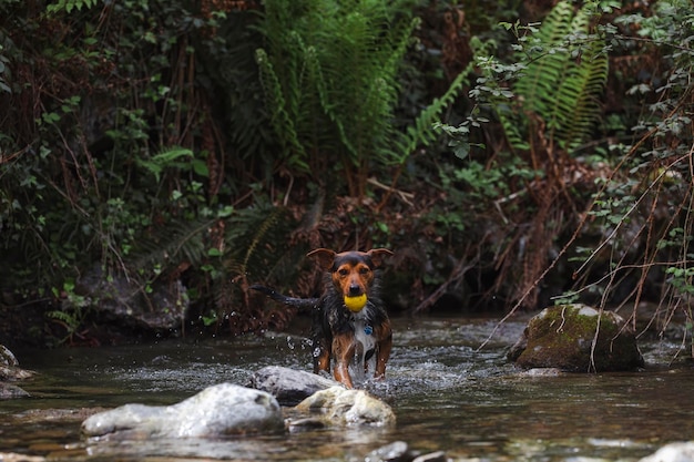 Kleine jonge zwarte hond in het water in een rivier die zijn balportret oppakt in de ruimte van het natuurexemplaar