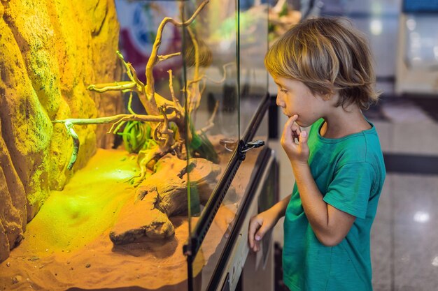 Kleine jongen bewondert grote schildpadden in terrarium door het glas