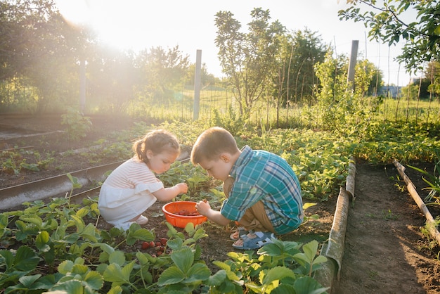 Kleine jongen en een meisje oogsten aardbeien in de tuin