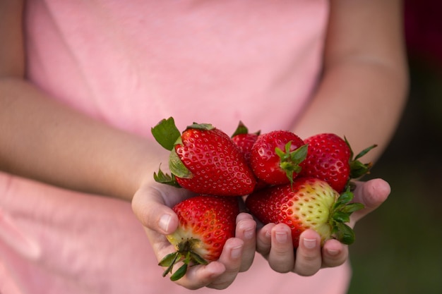 Kleine jongen houdt aardbeien verse aardbeien close-up kind houdt aardbei in handen