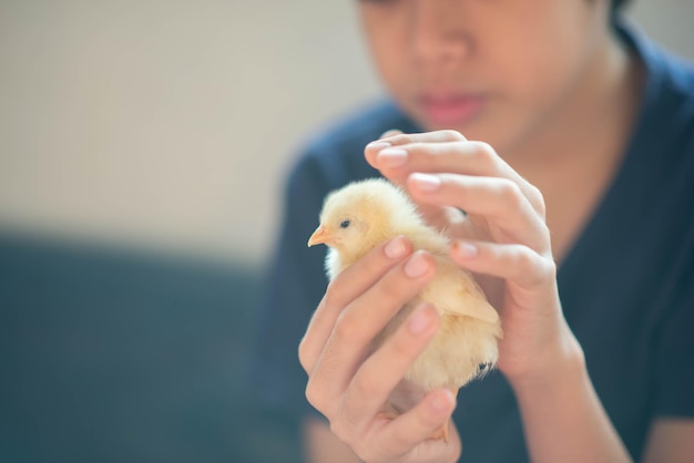 Foto kleine jongen neemt een kuikentje in de hand