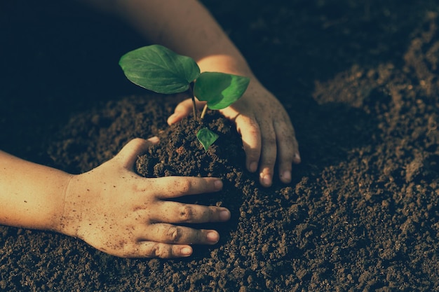 Kleine jongens hand met een groene jonge boom aarde dag In de handen van bomen die jonge boompjes planten Reduce