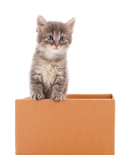 Kleine kat in kartonnen doos