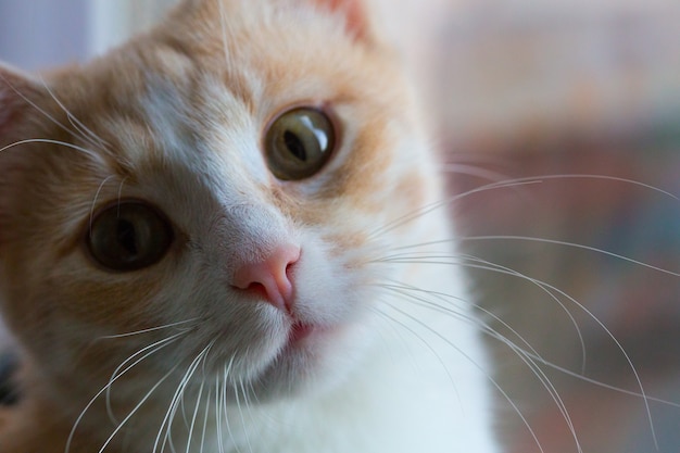 Kleine kat kijkt naar de camera. Close-up groene ogen