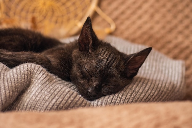 Kleine kat nestelt zich in een zacht bed terwijl ze probeert te slapen Warme deken en schattig pluizig katje Katten rusten na het eten thuis op een zacht bed