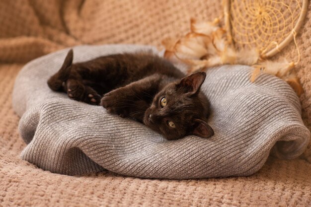 Kleine kat nestelt zich in zacht bed terwijl ze probeert te slapen Kitten heeft zoete dromen Slaperig ontspannen zittend huisdier thuis