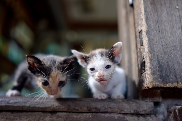 Kleine kat op de vloer