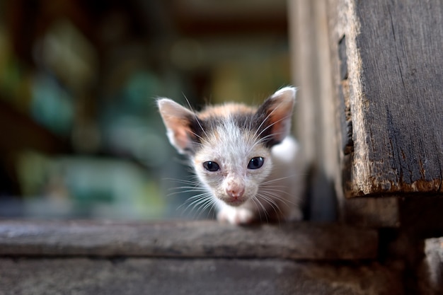 Kleine kat op de vloer