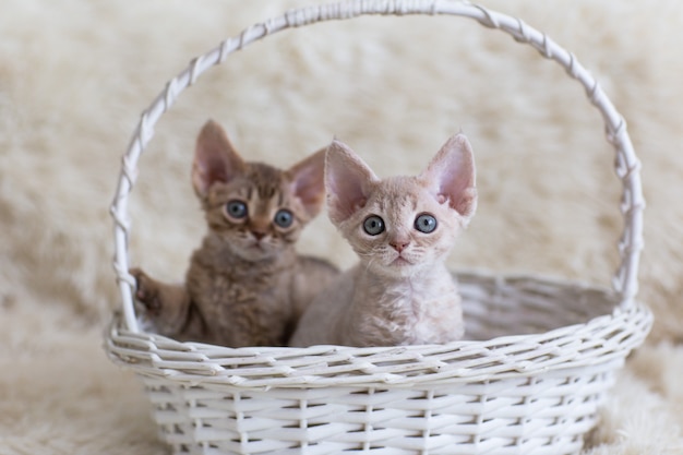 Kleine katjes in een witte rieten mand