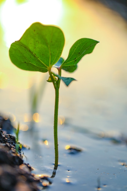 Foto kleine katoenplant, born concept