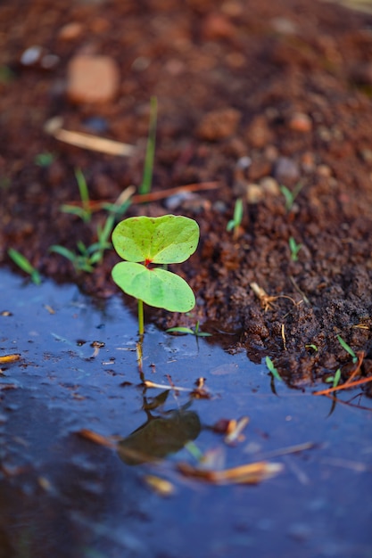 Kleine katoenplant, Born Concept