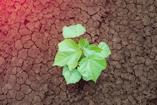 Kleine katoenplant groeit