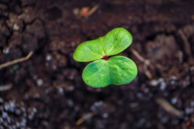 Kleine katoenplant op zwarte grond