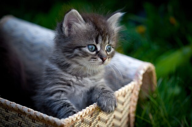 Foto kleine katten in een mand op een gras