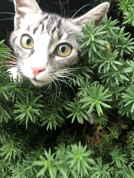 Photo kleine katze schaut aus gebusch  little cat looks out of bushes