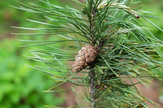 Kleine kegel op een dennenboom close-up in het bos