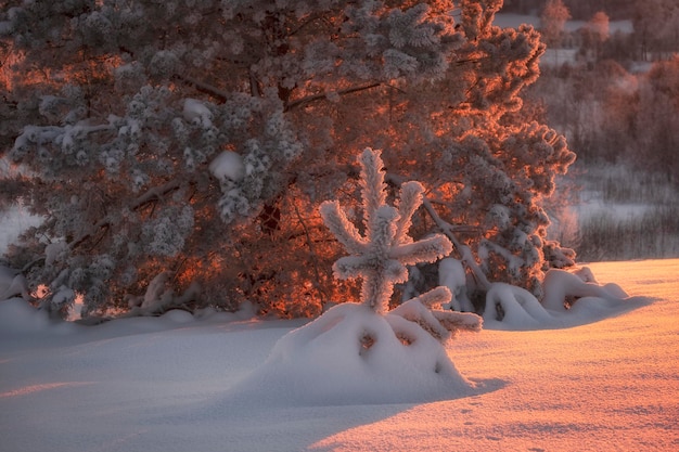 Kleine kerstboom in ijzige winter en besneeuwd bos bij zonsondergang