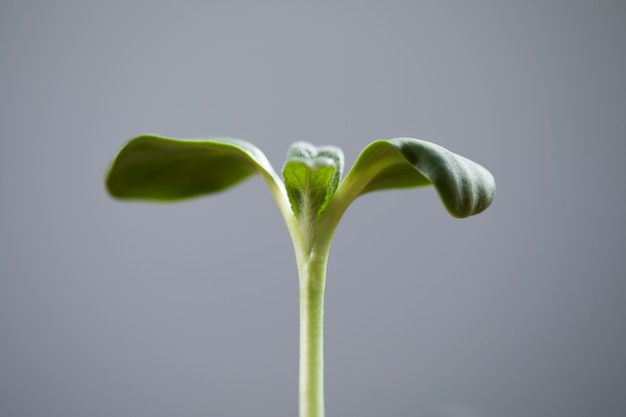 Kleine kiemplant op een macrolens op een grijze ondergrond