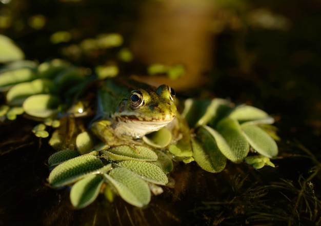 Kleine kikker zit op een groen verlof.