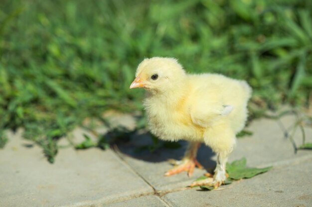 Kleine kip in het gras