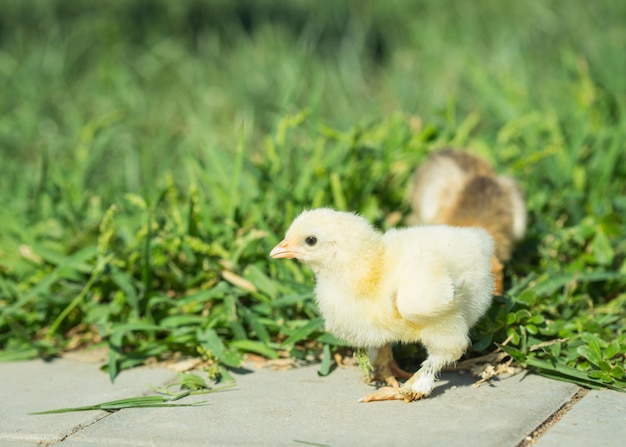 Kleine kip in het gras